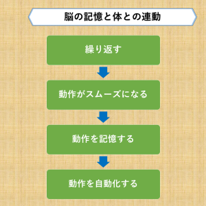 脳の記憶と体との連携