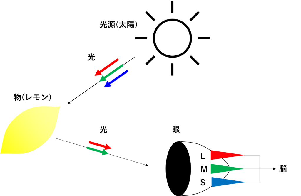 L, M, S錐体(光が当たると電気信号を発生)